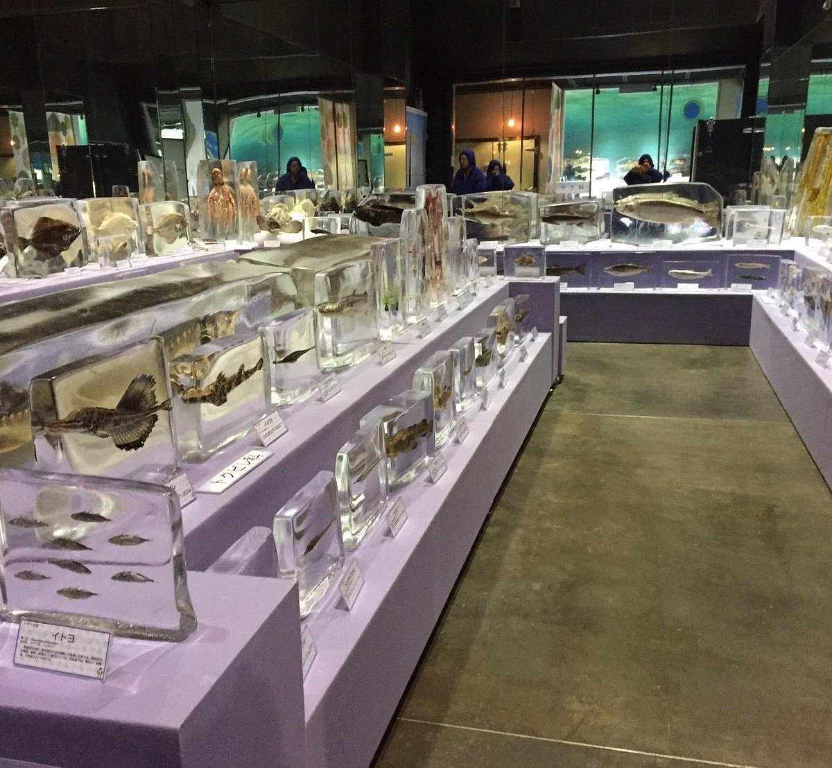 🧊 오호츠크 유빙 과학센터 GIZA (홋카이도리츠 오호츠크 류효 카가쿠 센타 기자) 이미지 1